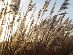 FZ024900 Reeds at sunset.jpg